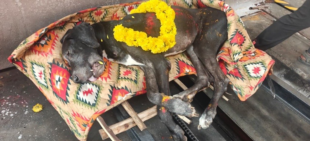 Dog burial ceremony setup with flowers, Surya Pets Funeral Yelahanka