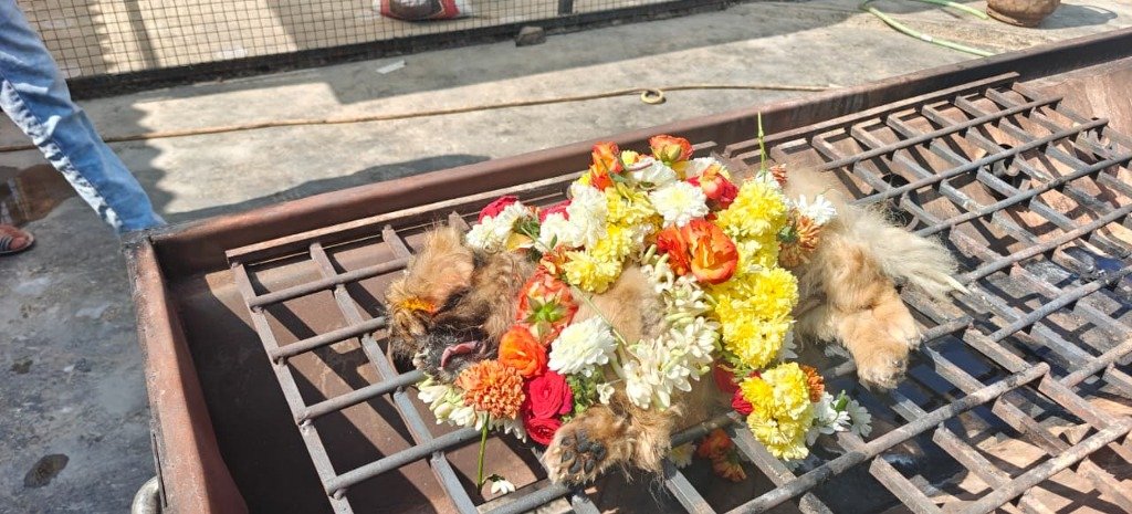 Cat cremation urn and memorial flowers, Surya Pets Funeral Bengaluru