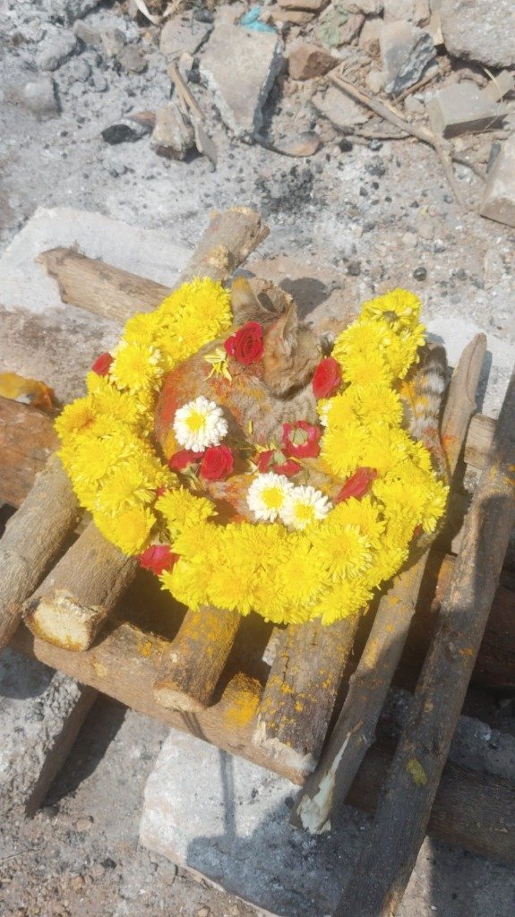 Cat cremation urn and memorial flowers, Surya Pets Funeral Bengaluru